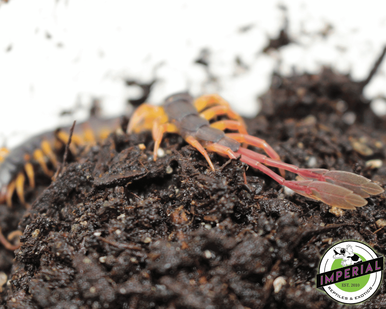 Flag Tail Centipede — image 2