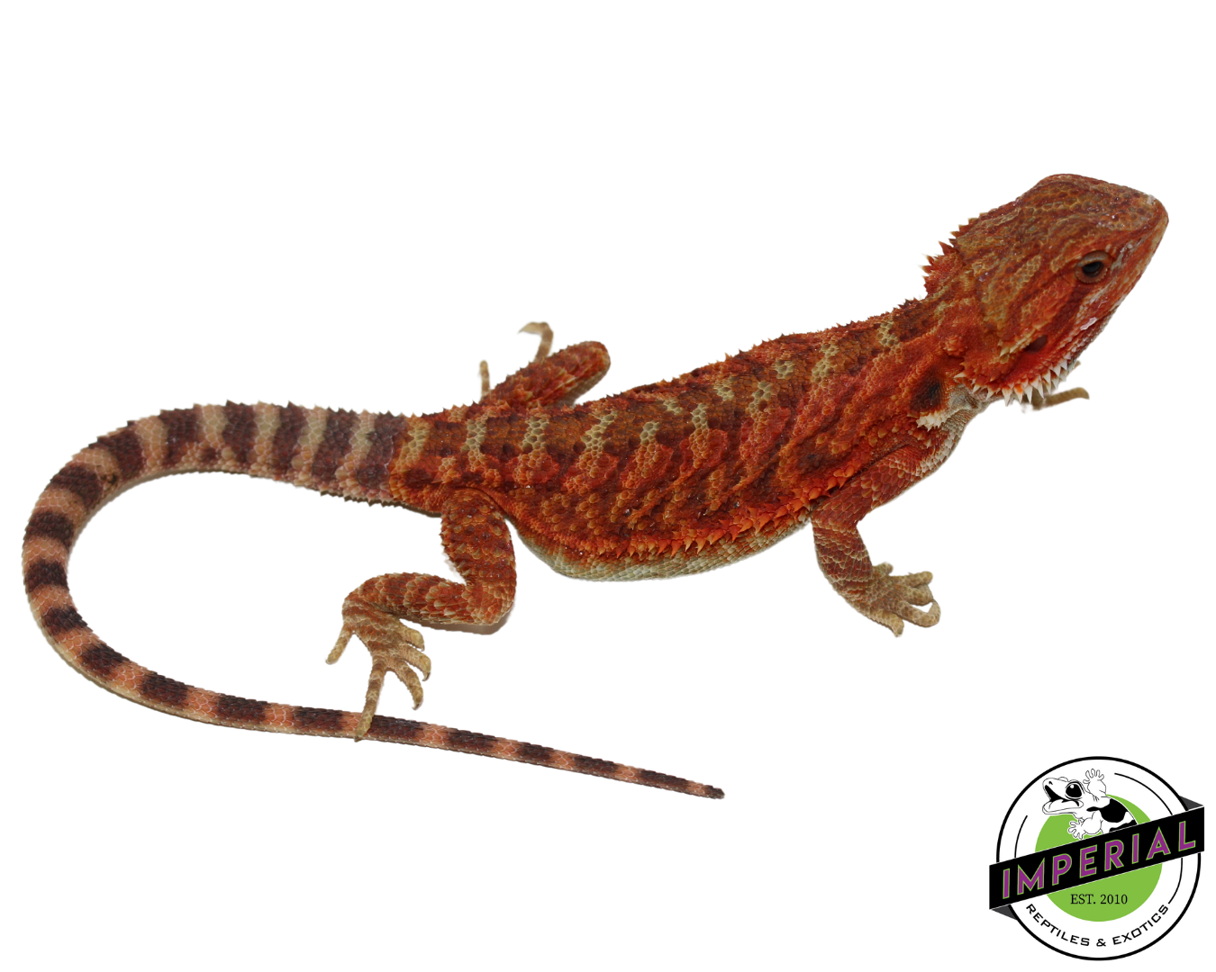 "Flamel" Red Translucent Bearded Dragon Female (#111224-06)