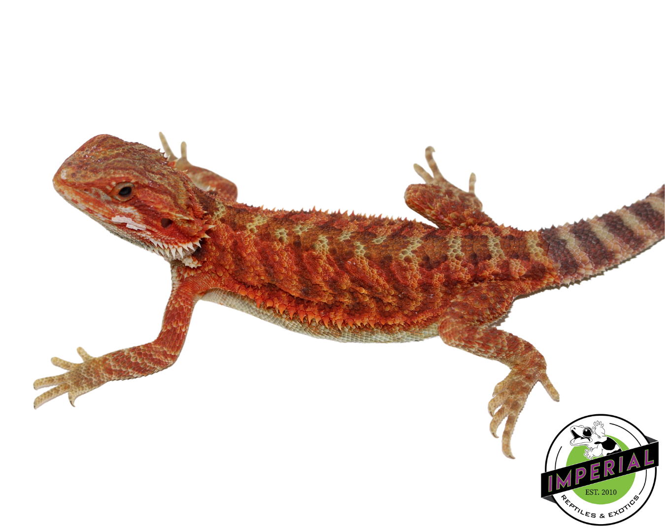 "Flamel" Red Translucent Bearded Dragon Female (#111224-06) — image 2