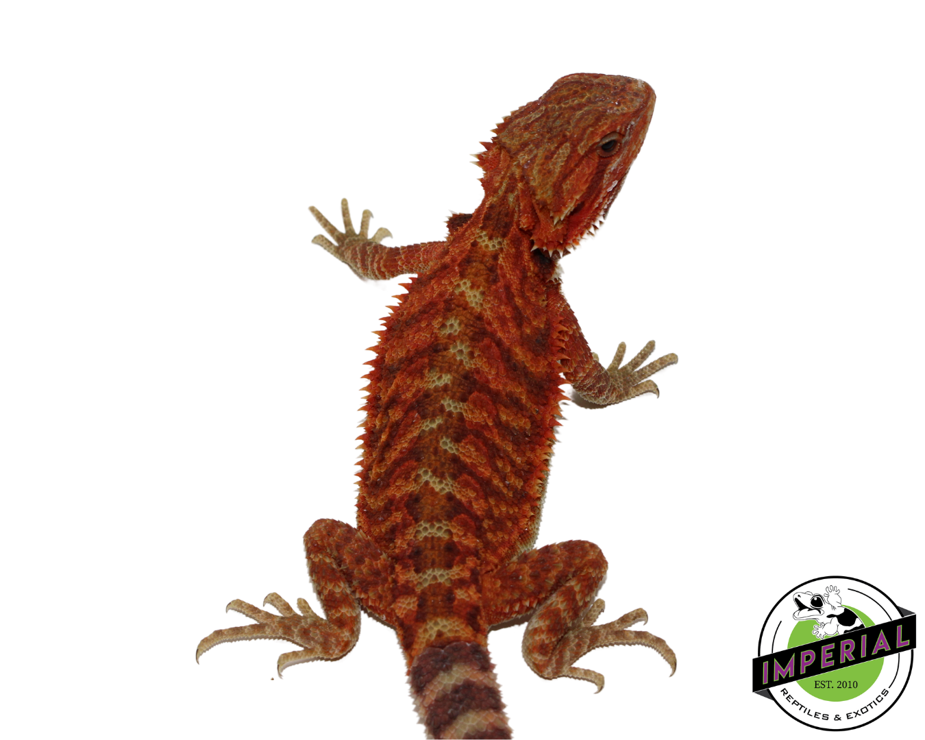 "Flamel" Red Translucent Bearded Dragon Female (#111224-06) — image 3