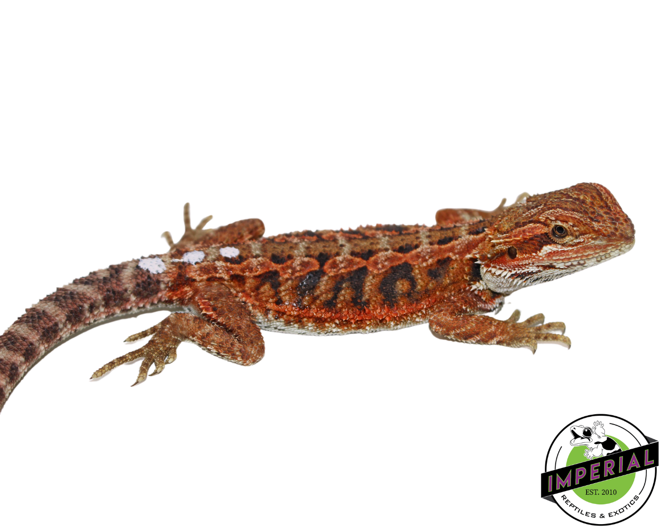 "Flare" Red Hypo Bearded Dragon Female (#111424-06) — image 2