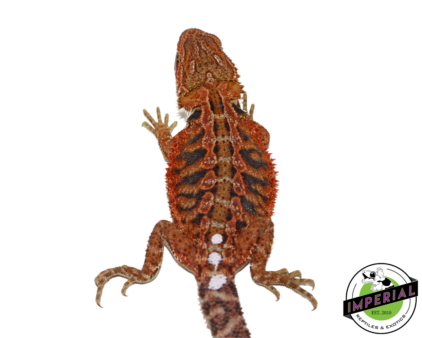 "Flare" Red Hypo Bearded Dragon Female (#111424-06) — image 3