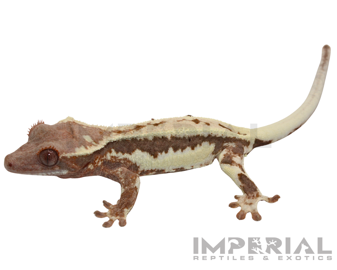 Frappuccino Crested Gecko Baby — image 3