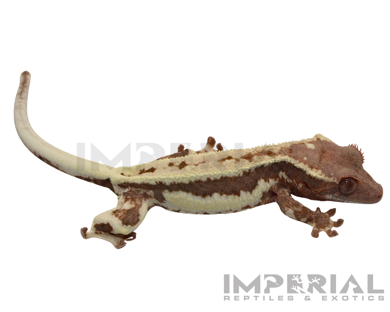 Frappuccino Crested Gecko Baby — image 2