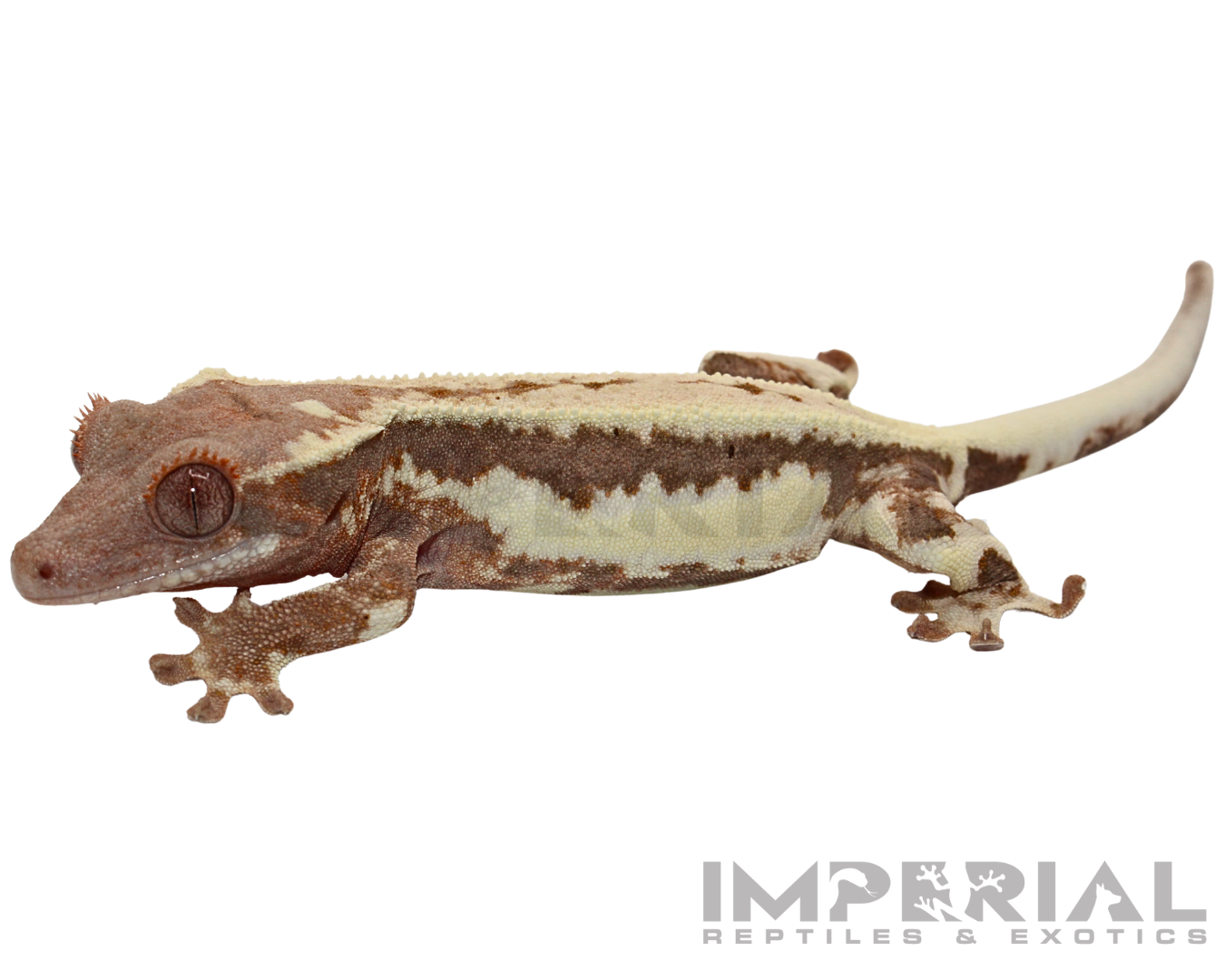 Frappuccino Crested Gecko Baby