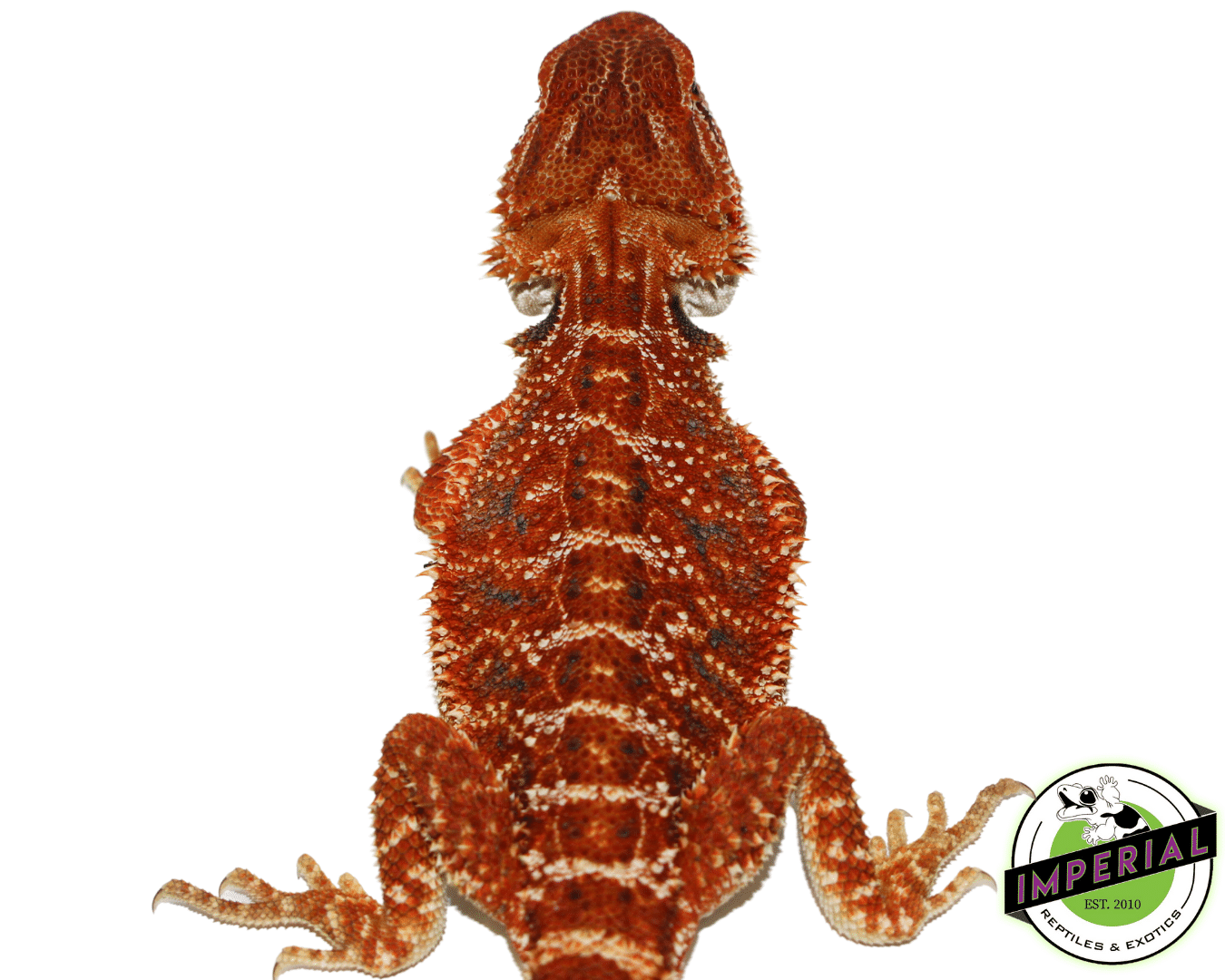 "Freddy Krueger" Extreme Red Bearded Dragon Male (#101723-04) — image 2