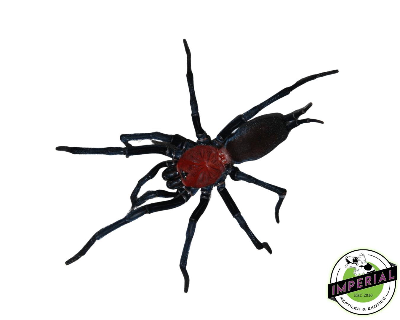 French Guianan Red & Black Curtain Web Spider (Harmonicon oiapoqueae)