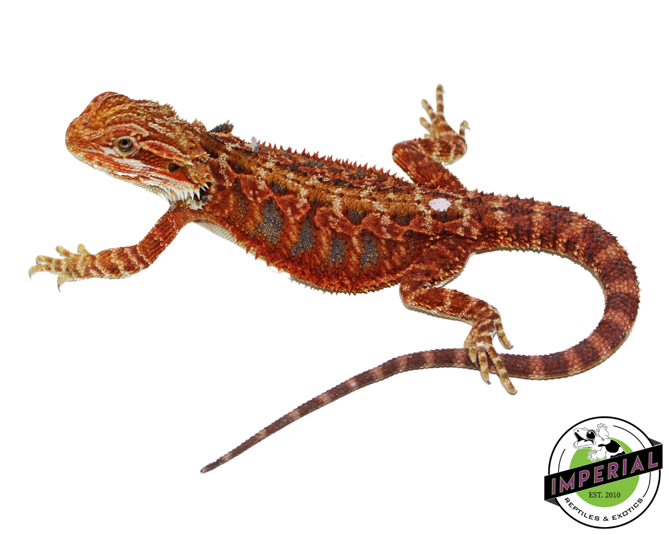 "Fuego" Red Bearded Dragon Female (#111224-03)