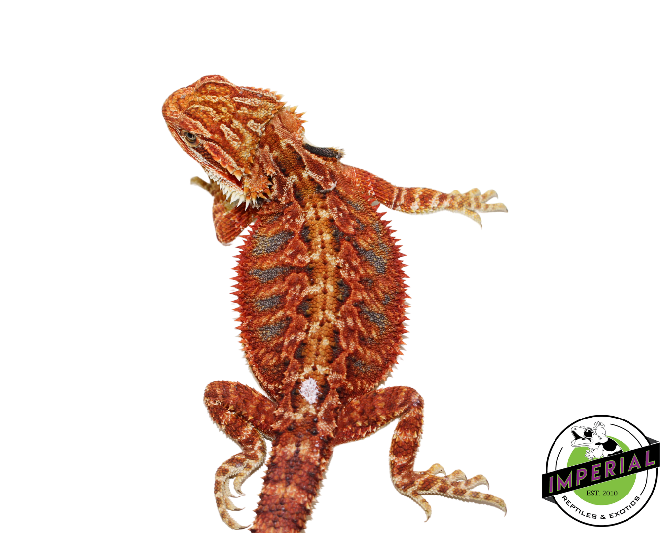 "Fuego" Red Bearded Dragon Female (#111224-03) — image 2