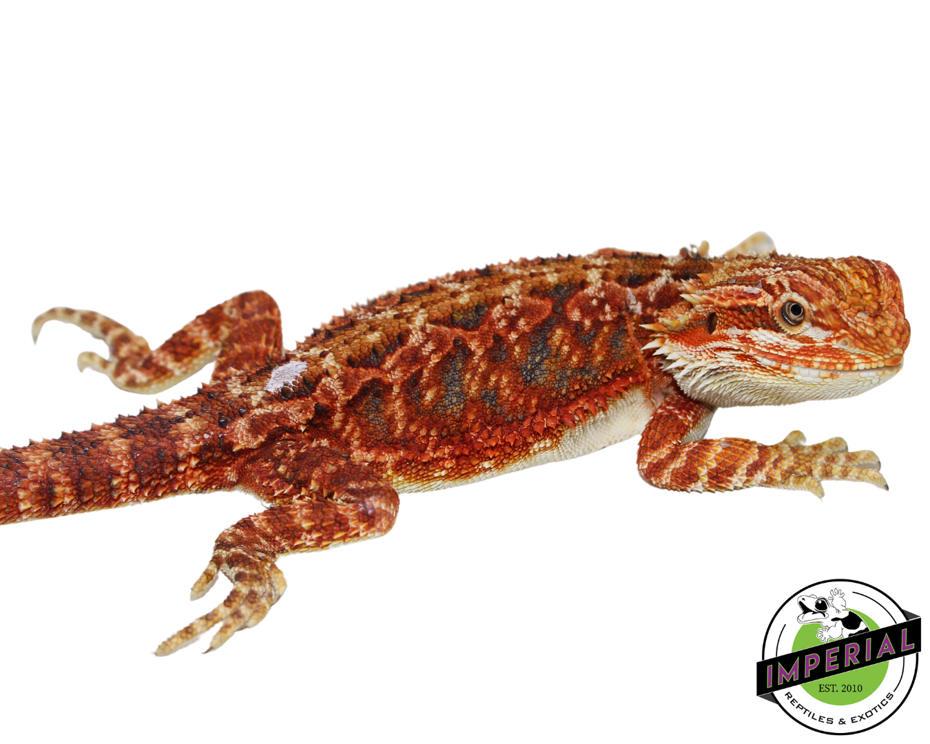 "Fuego" Red Bearded Dragon Female (#111224-03) — image 3