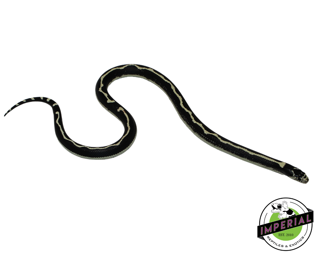Funky Stripe California Kingsnake Female (#11524-03)