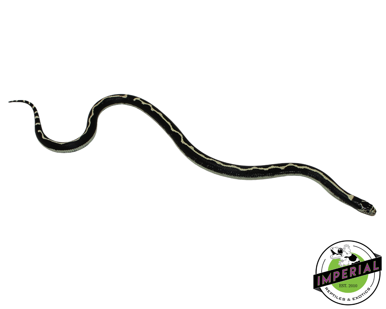 Funky Stripe California Kingsnake Female (#11524-03) — image 2