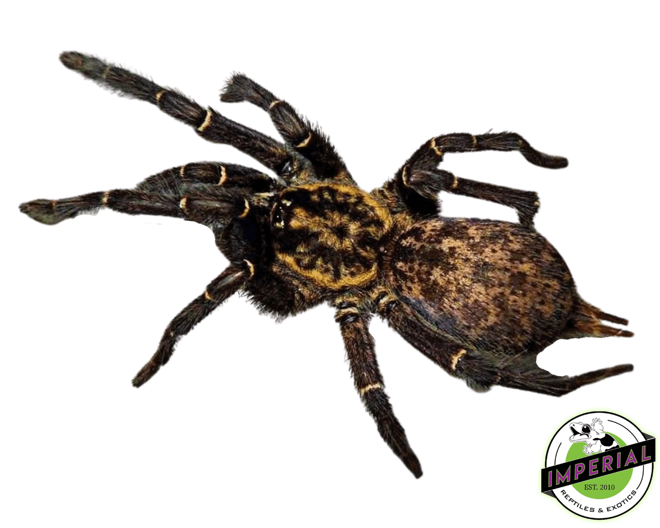 Gabon Blue Dwarf Baboon Tarantula (Heterothele gabonsis)
