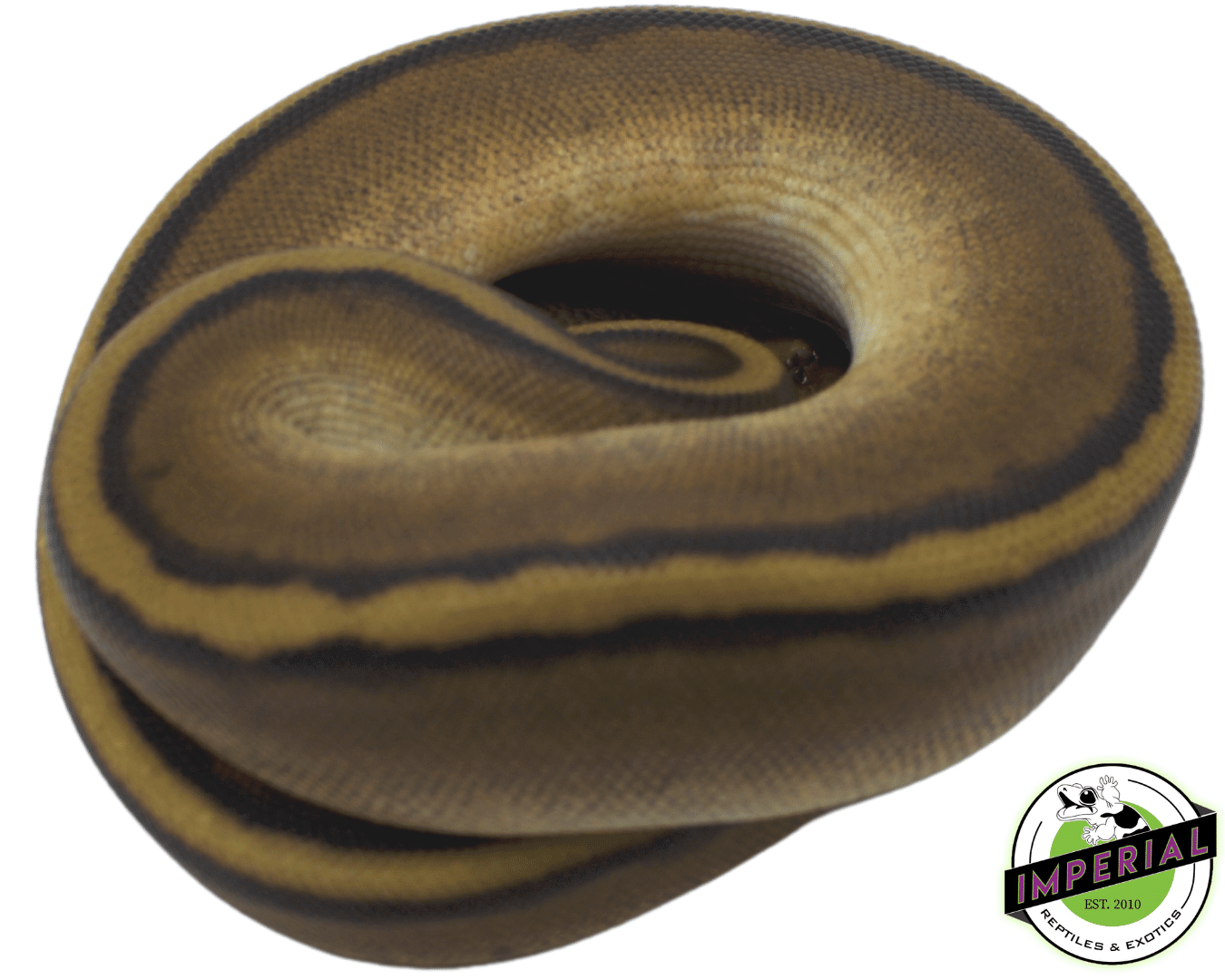 Genetic Stripe Ball Python — image 2