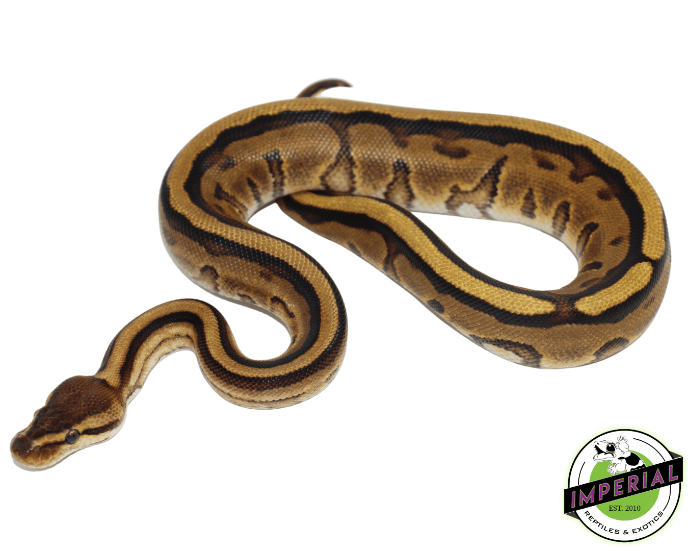 Genetic Stripe Yellowbelly Ball Python — image 2