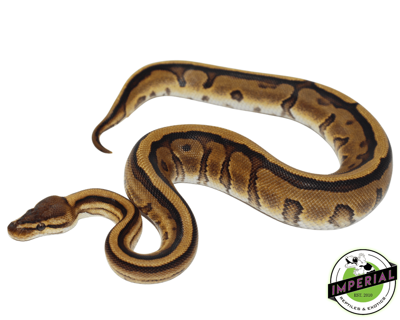 Genetic Stripe Yellowbelly Ball Python