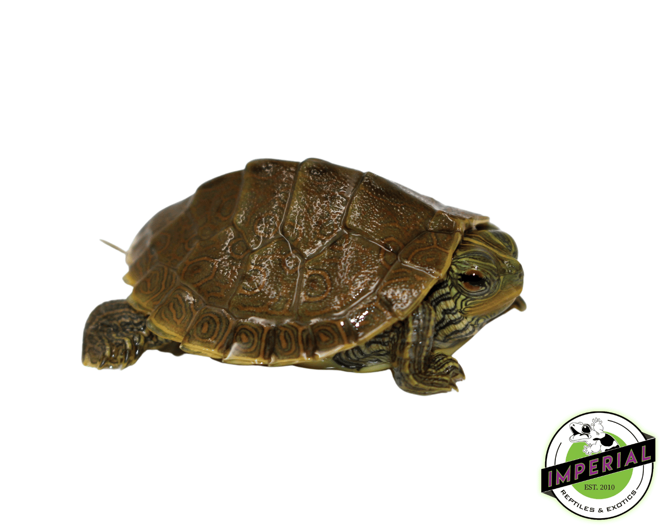 Geographic Map Turtle Baby — image 2