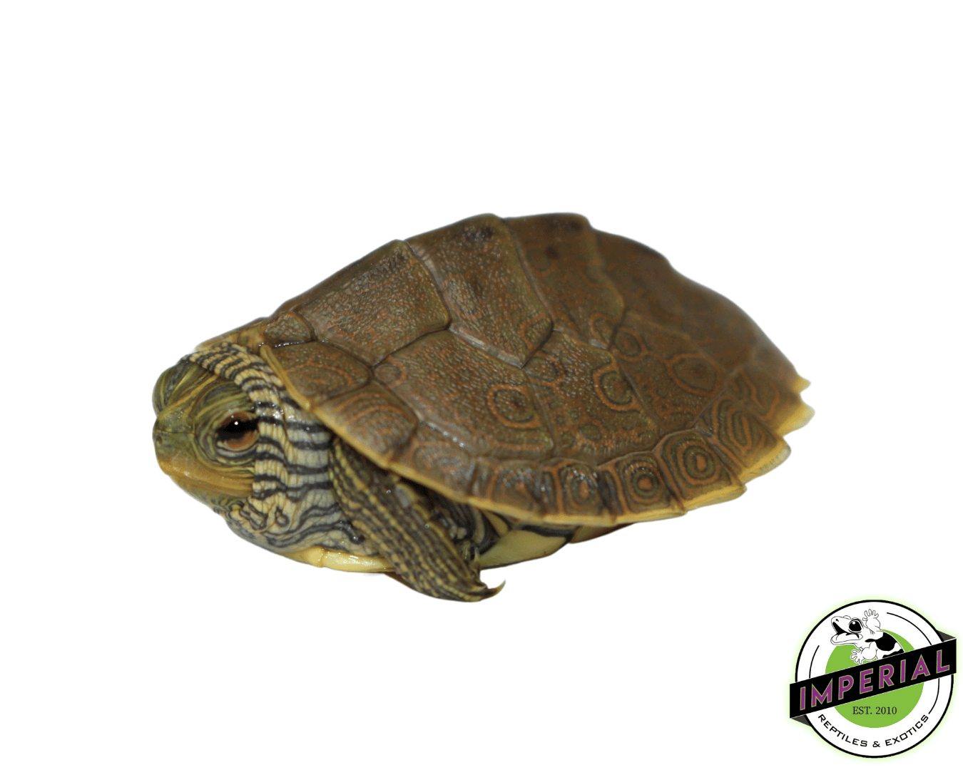 Geographic Map Turtle Baby