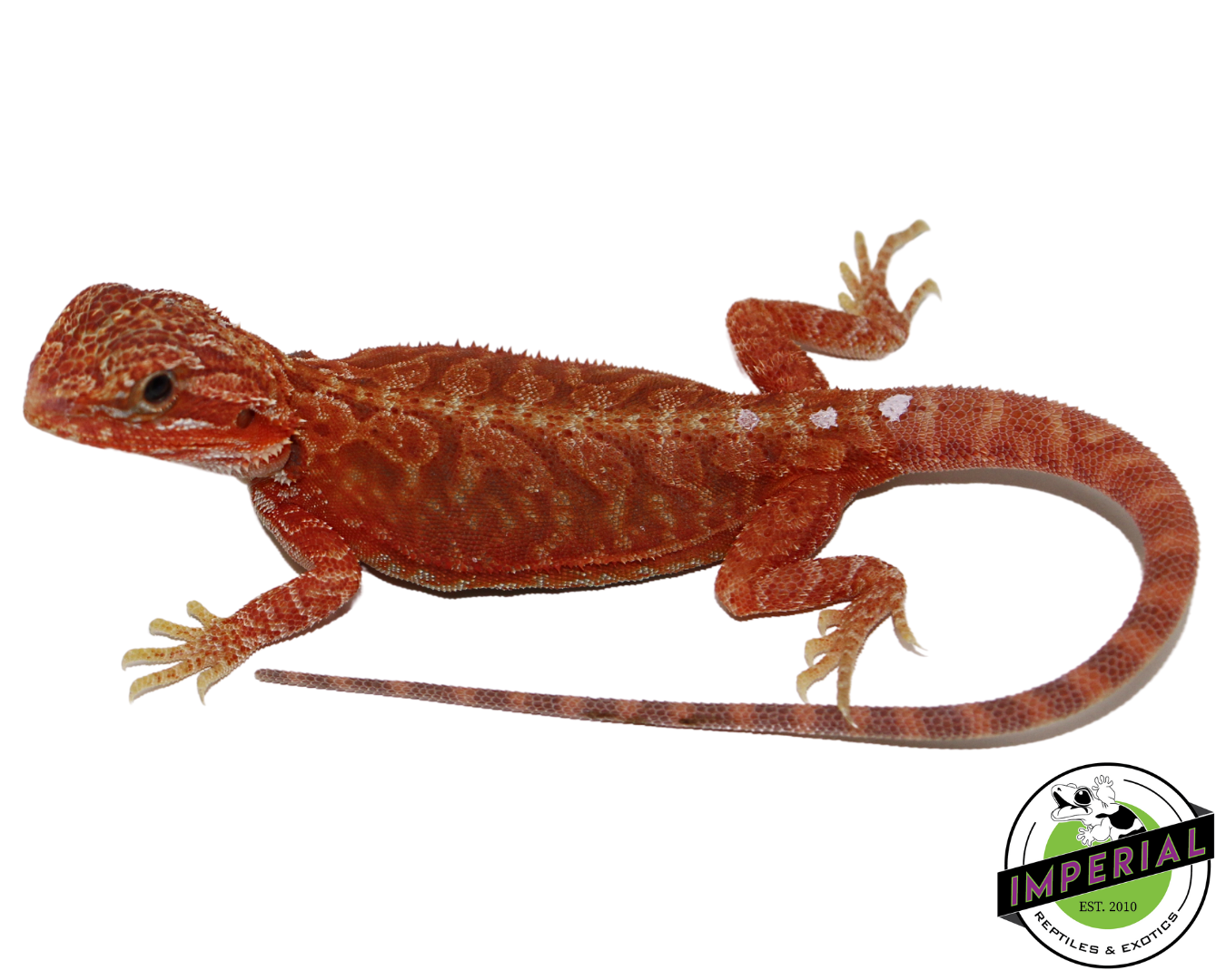 "Ghost" Extreme Red Hypo Translucent Leatherback Bearded Dragon Female (#111424-09) — image 2