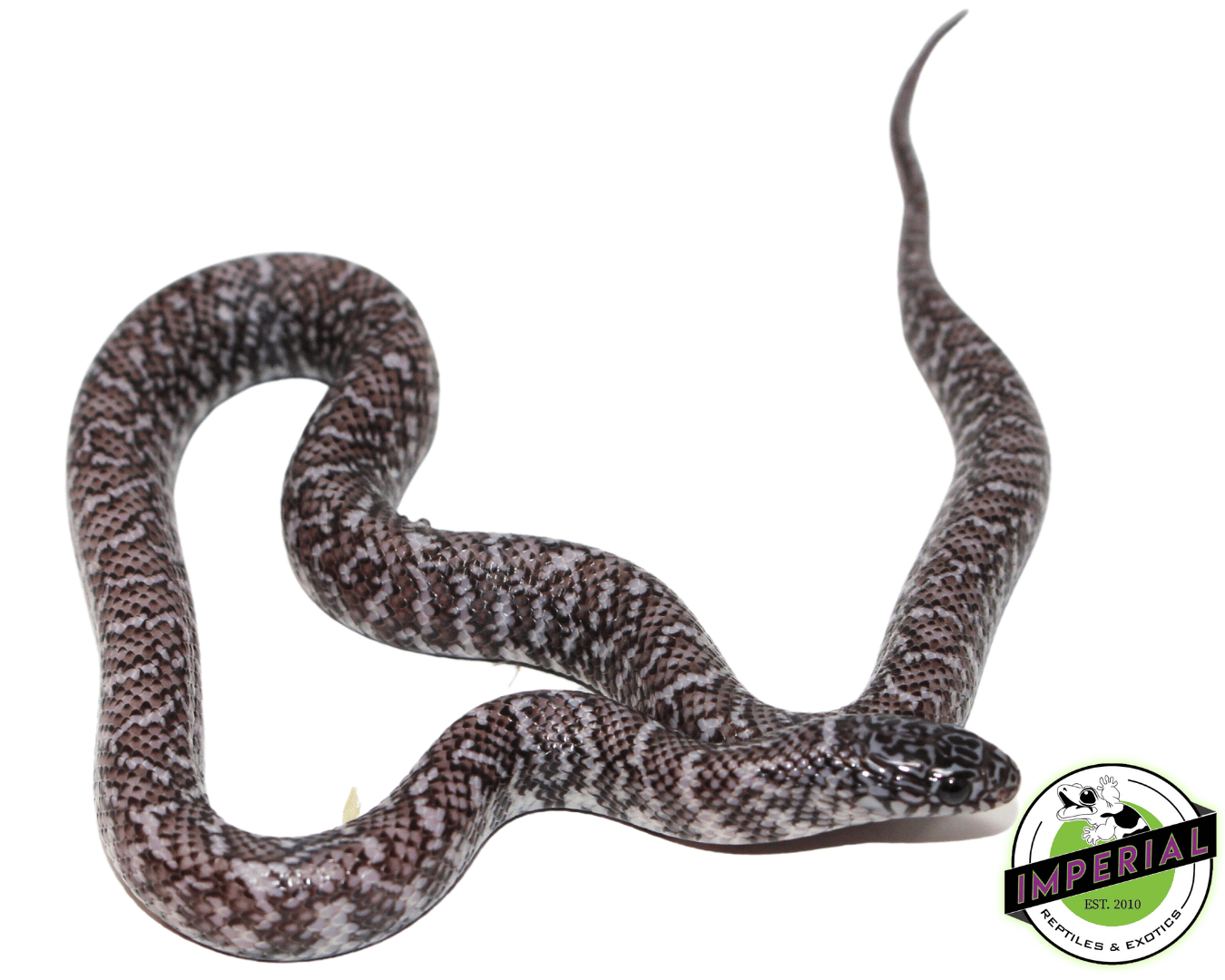 Ghost Florida Kingsnake Baby