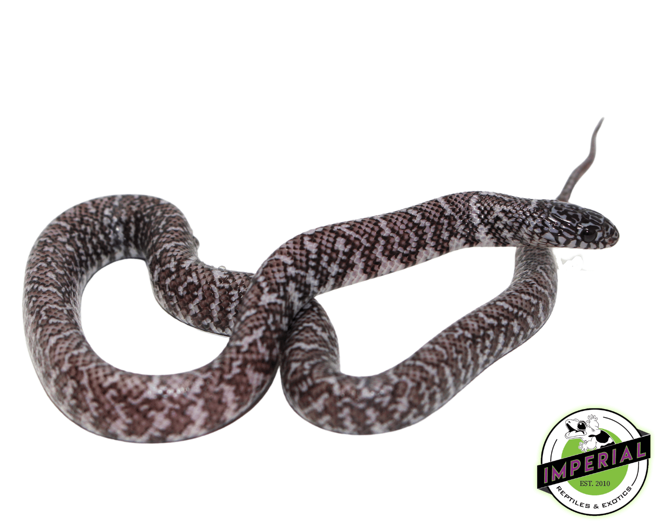 Ghost Florida Kingsnake Baby — image 2