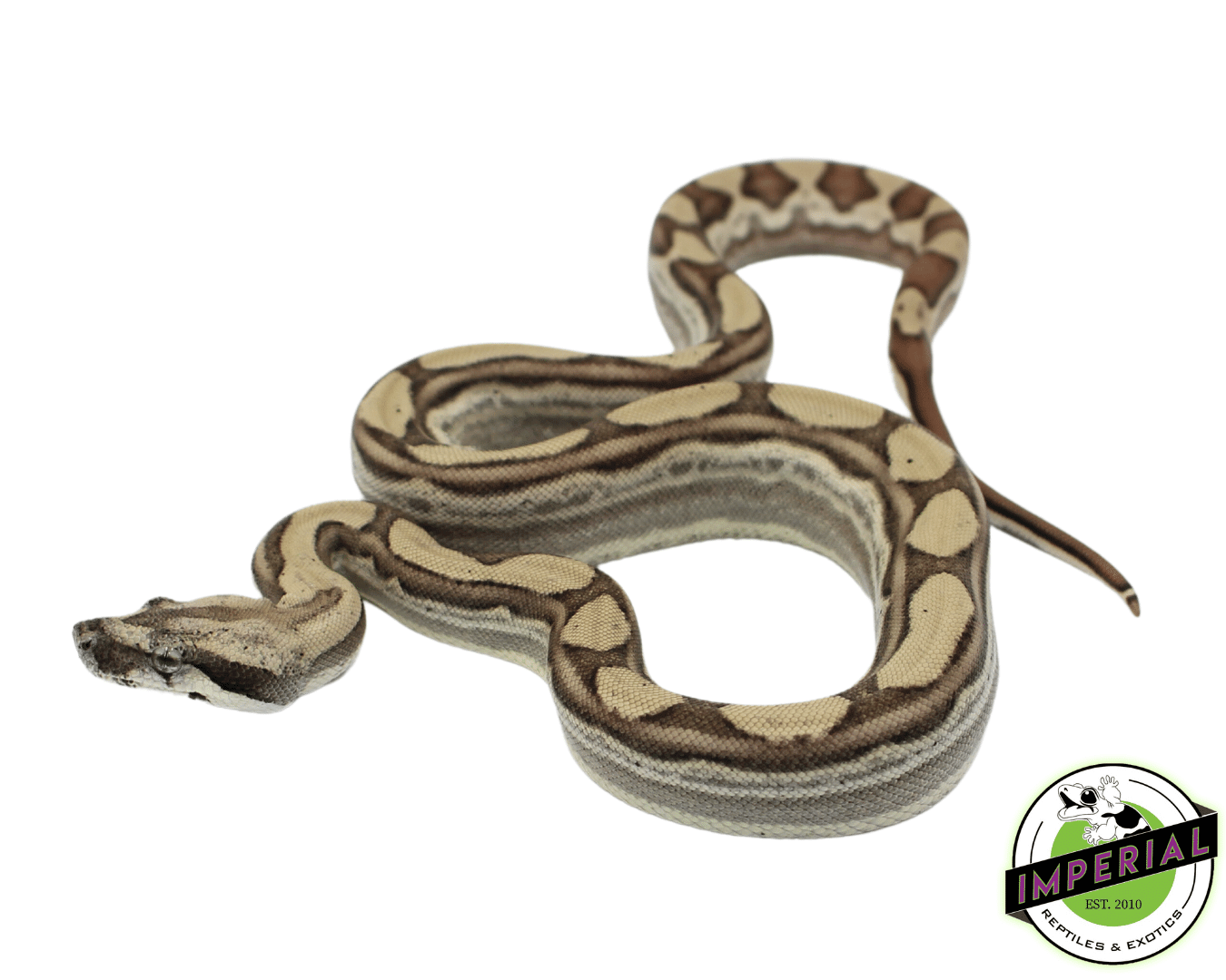 Ghost Motley Colombian Boa Baby