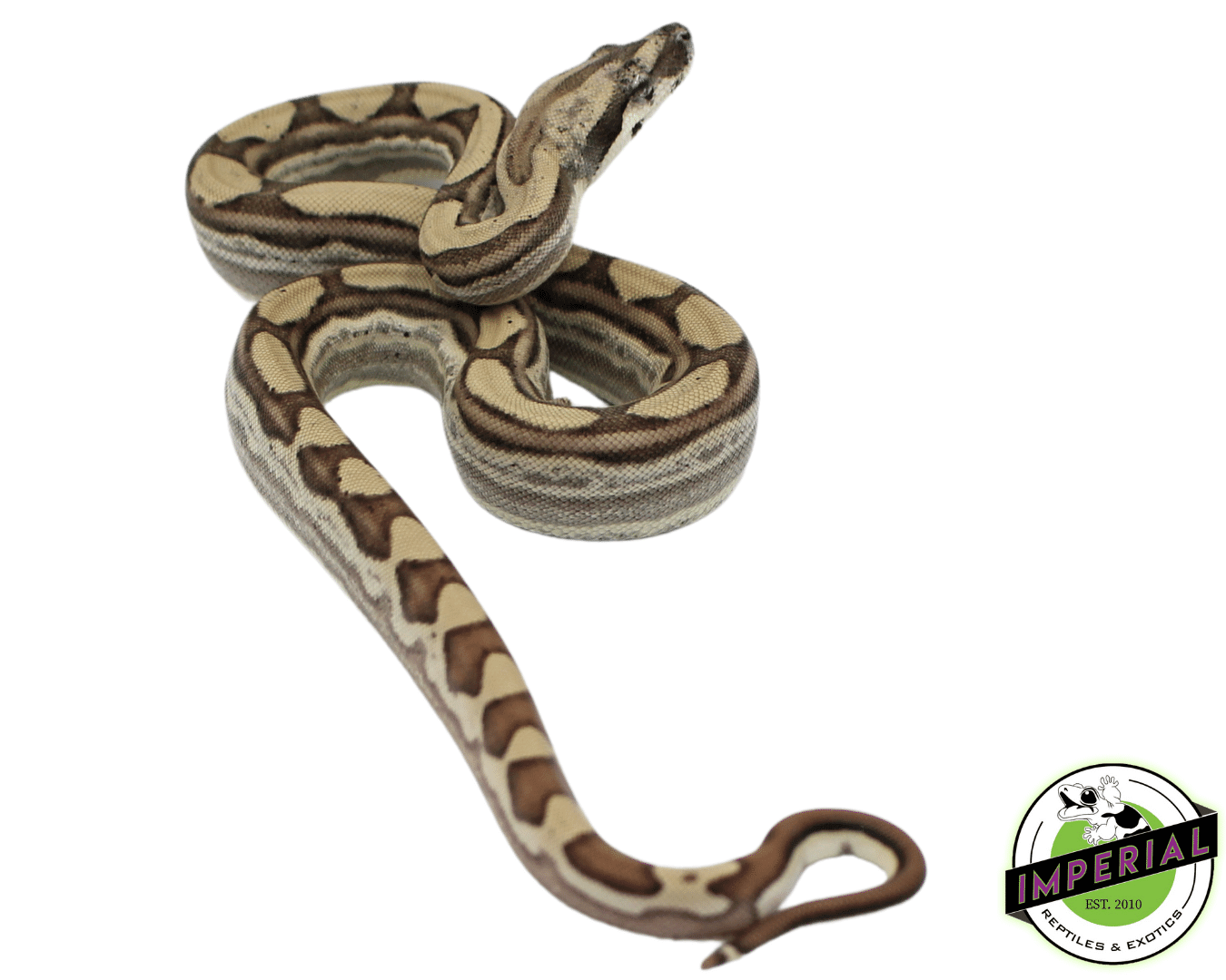 Ghost Motley Colombian Boa Baby — image 2