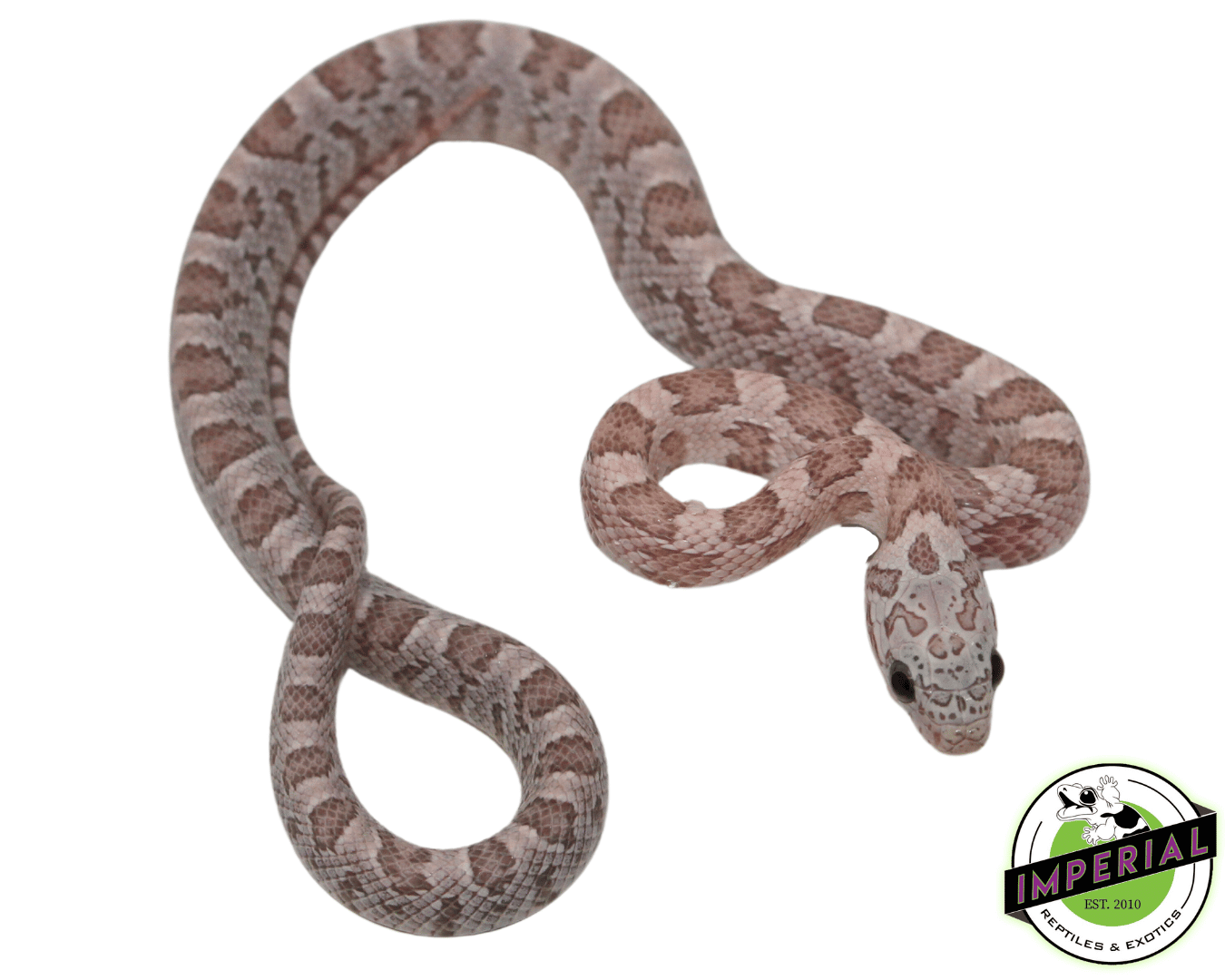Ghost Sunkissed Corn Snake Baby — image 2