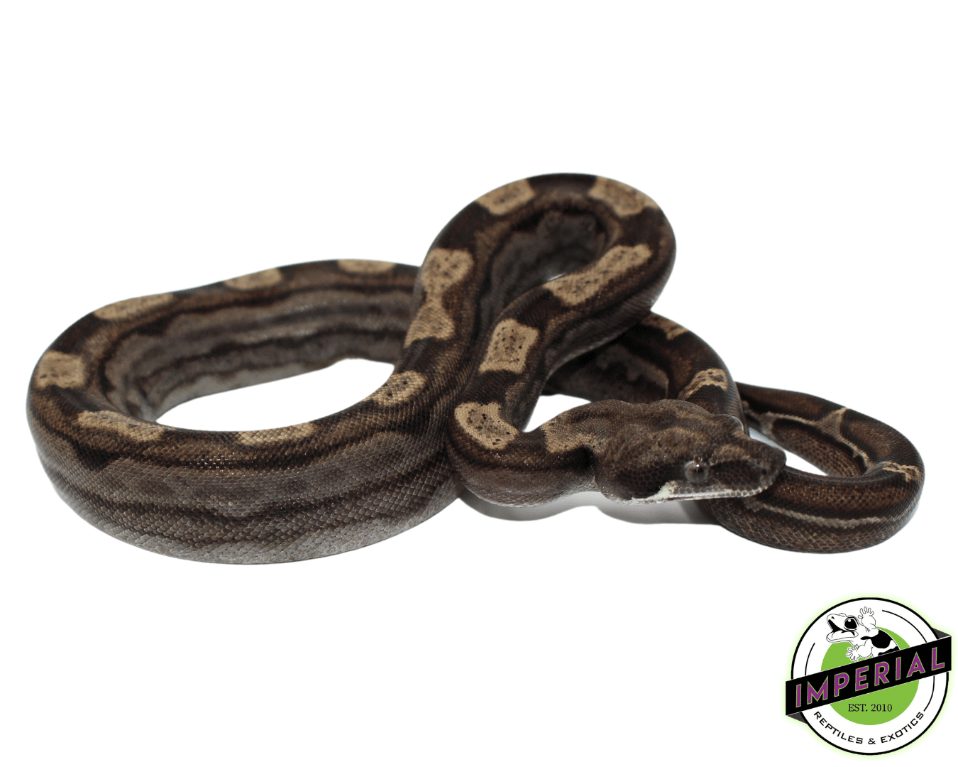 Ghost (Type 2) Motley Colombian Boa Baby Female (#8323-01) — image 2