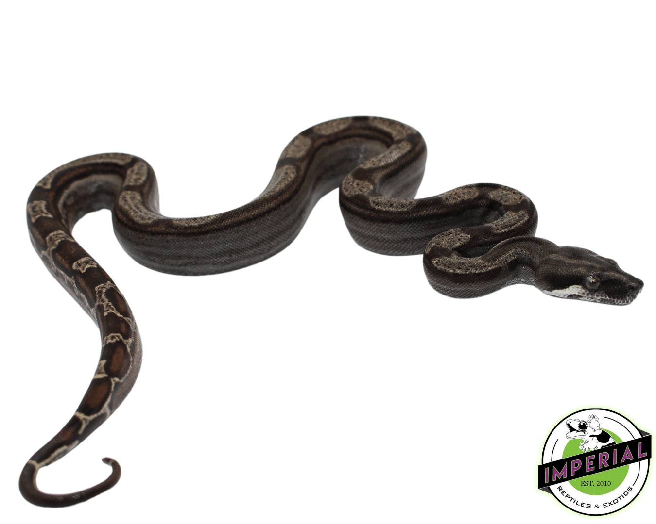 Ghost (Type 2) Motley Colombian Boa Baby Female (#8323-02) — image 2