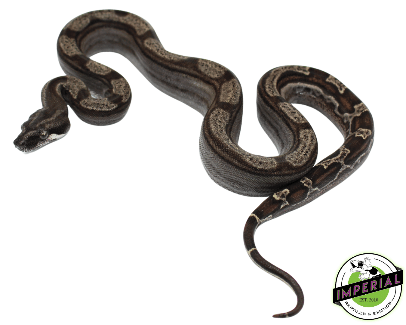 Ghost (Type 2) Motley Colombian Boa Baby Female (#8323-02)