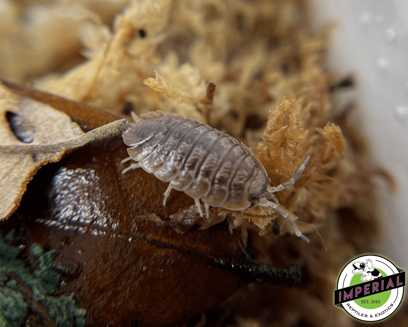 Giant Canyon Isopods — image 2