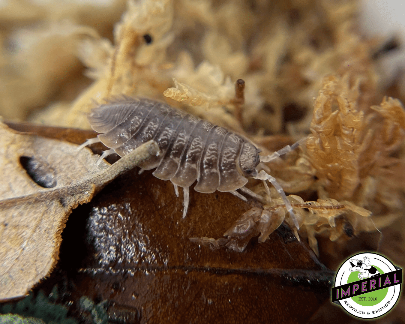 Giant Canyon Isopods