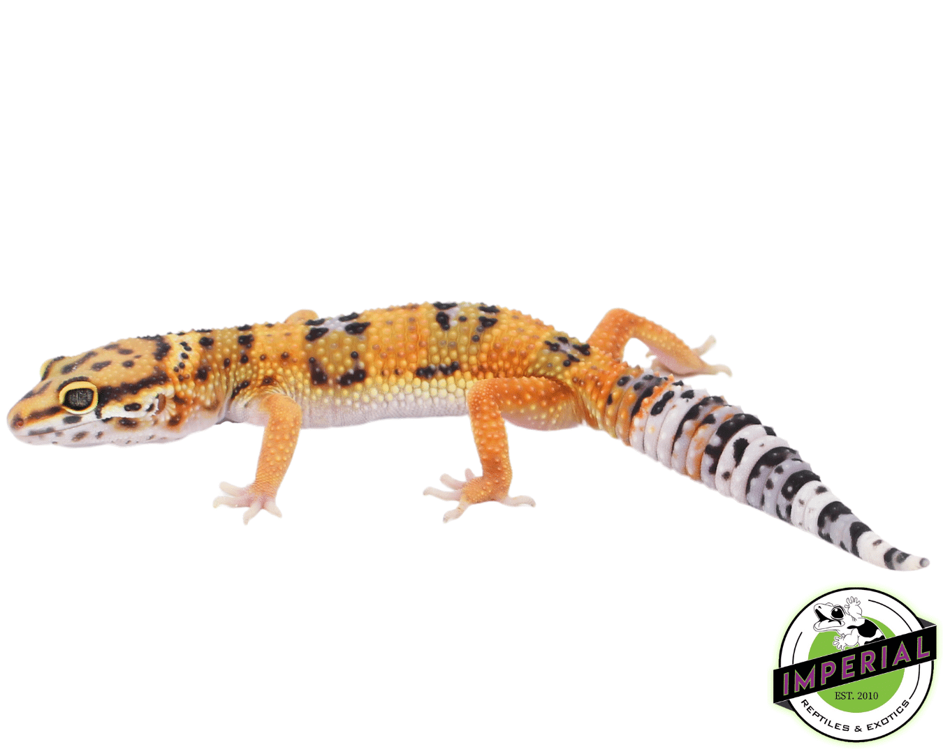 Giant Emerine Leopard gecko Baby — image 2