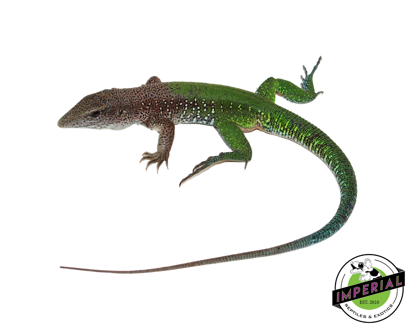 Giant Green Ameiva