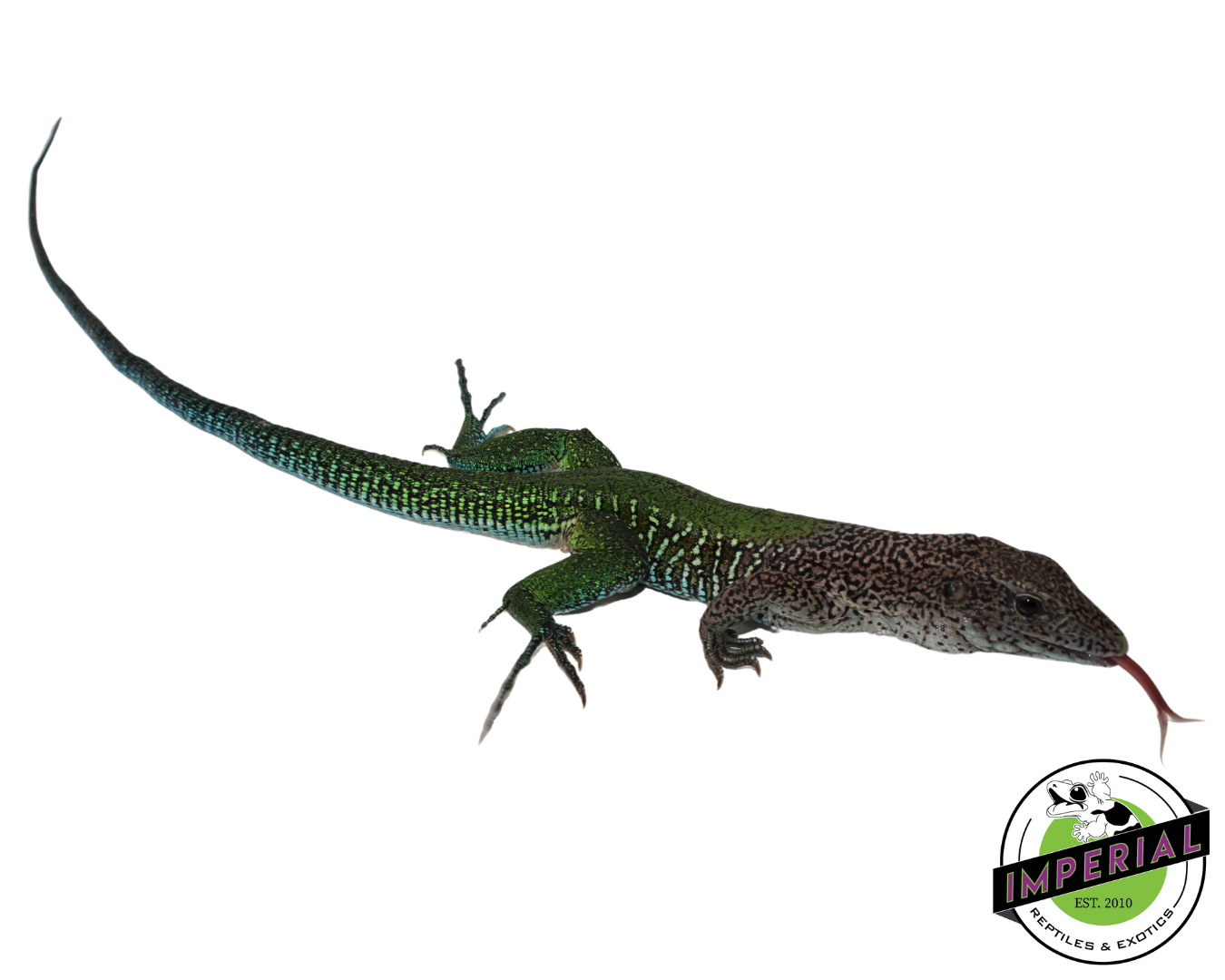 Giant Green Ameiva — image 2