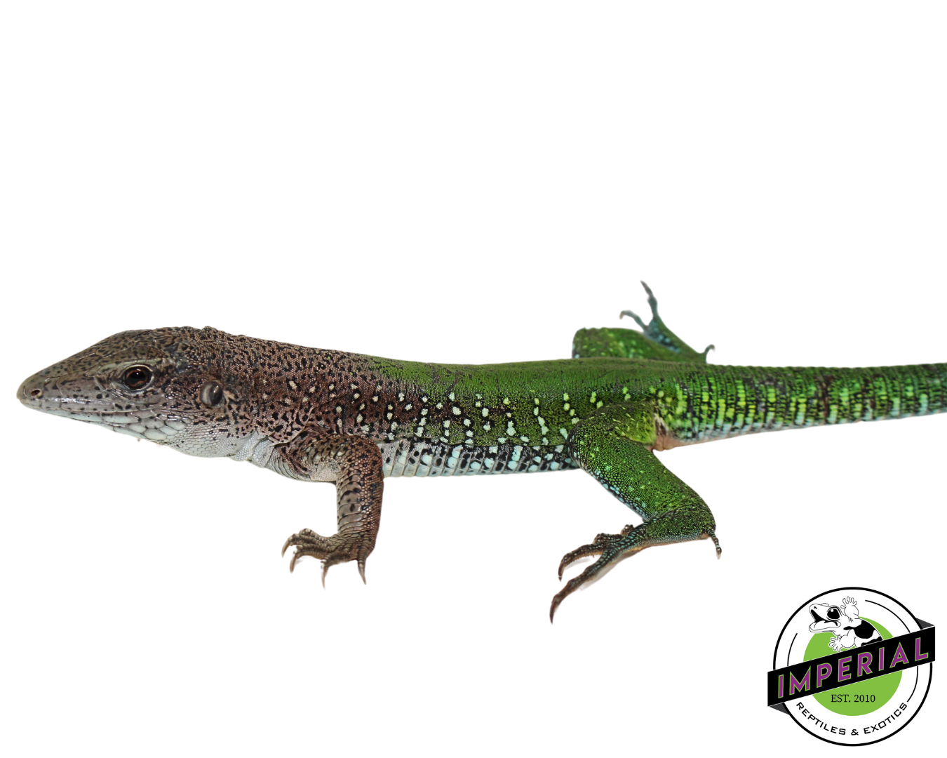 Giant Green Ameiva — image 3