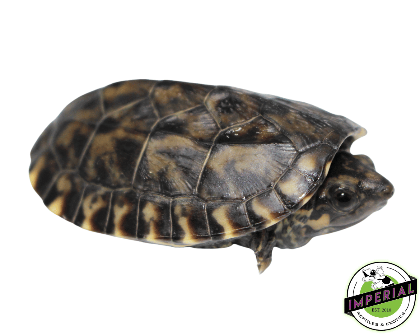 Giant Mexican Musk Turtle Baby