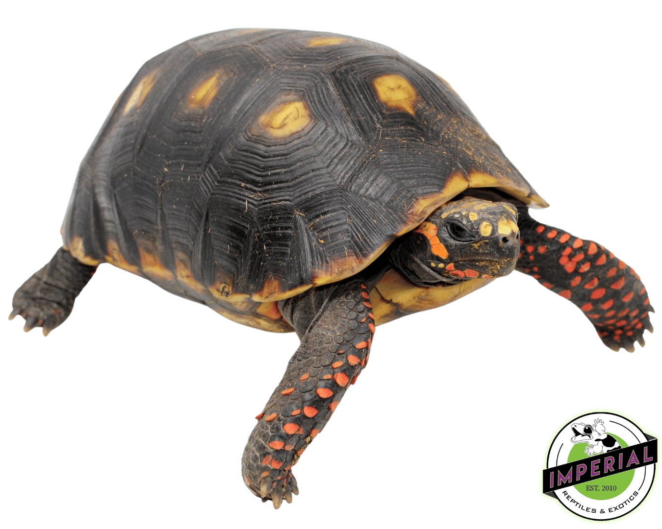 Giant Suriname Red Foot Tortoise Adult — image 2