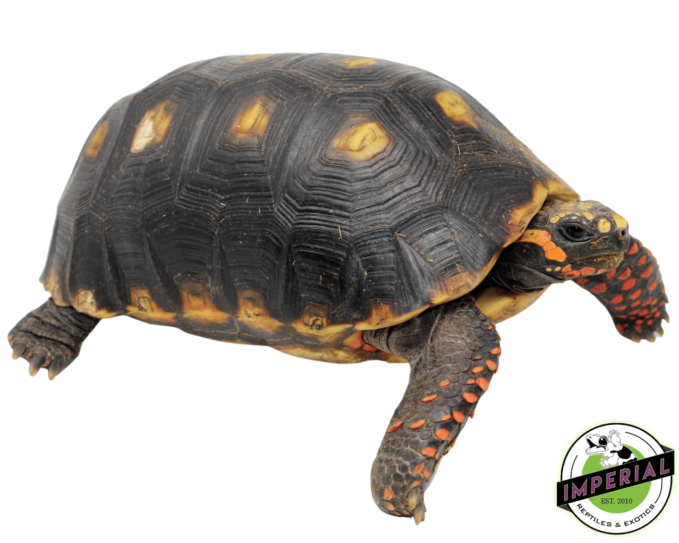 Giant Suriname Red Foot Tortoise Adult
