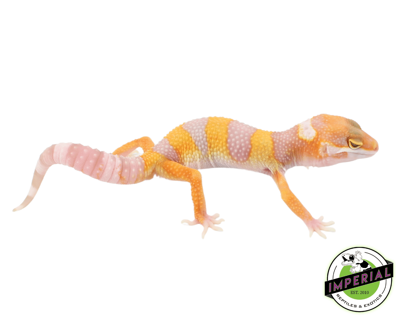 Giant Tremper Emerine Leopard Gecko Baby