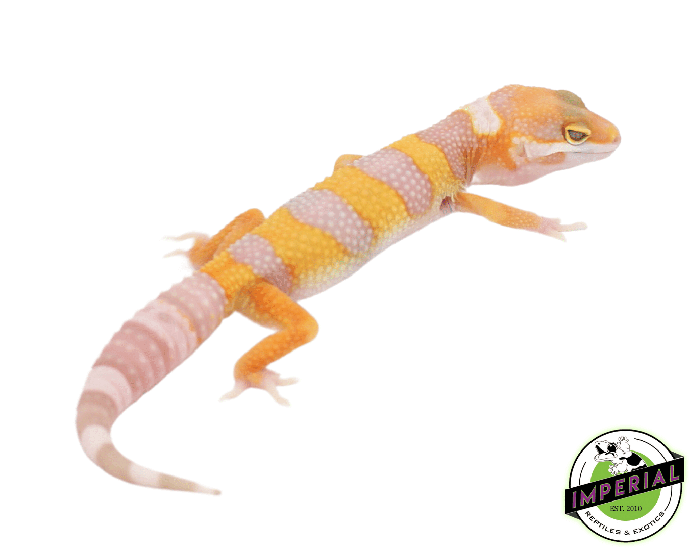 Giant Tremper Emerine Leopard Gecko Baby — image 2