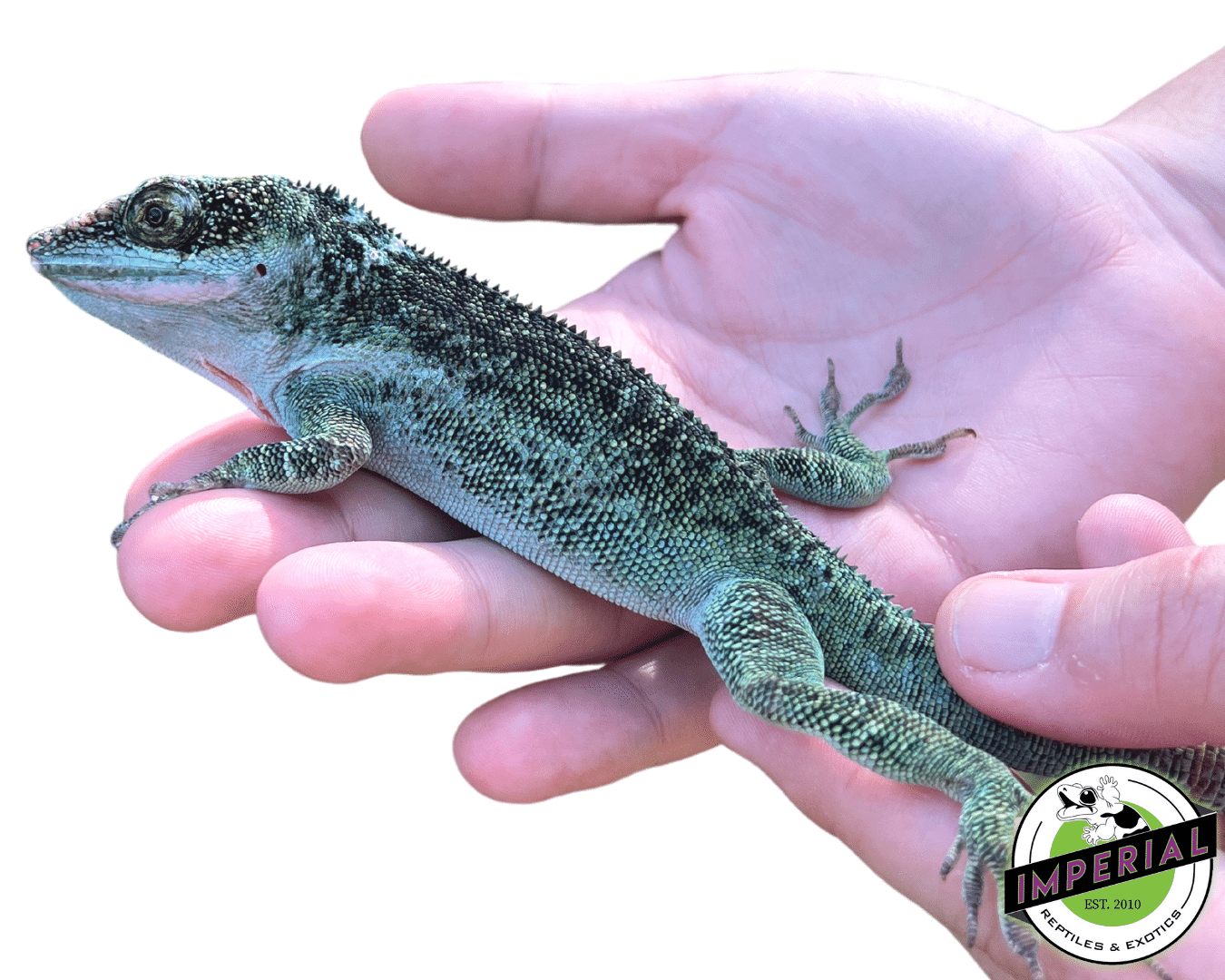 Giant Western White Lip Knight Anole (Anolis equestris luteogularis)