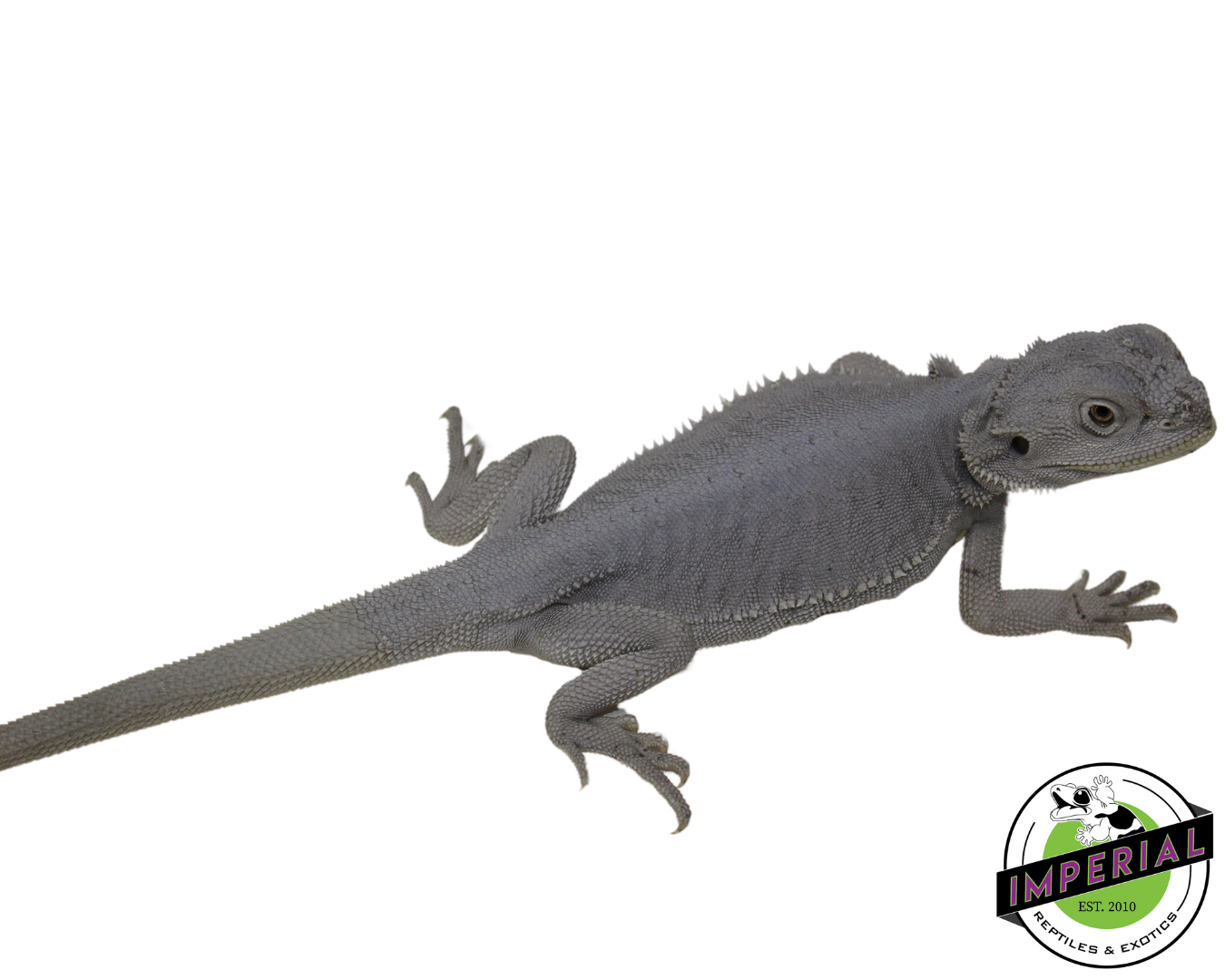 "Glacier" Hypo Leatherback Zero Bearded Dragon Female (#111424-14) — image 2