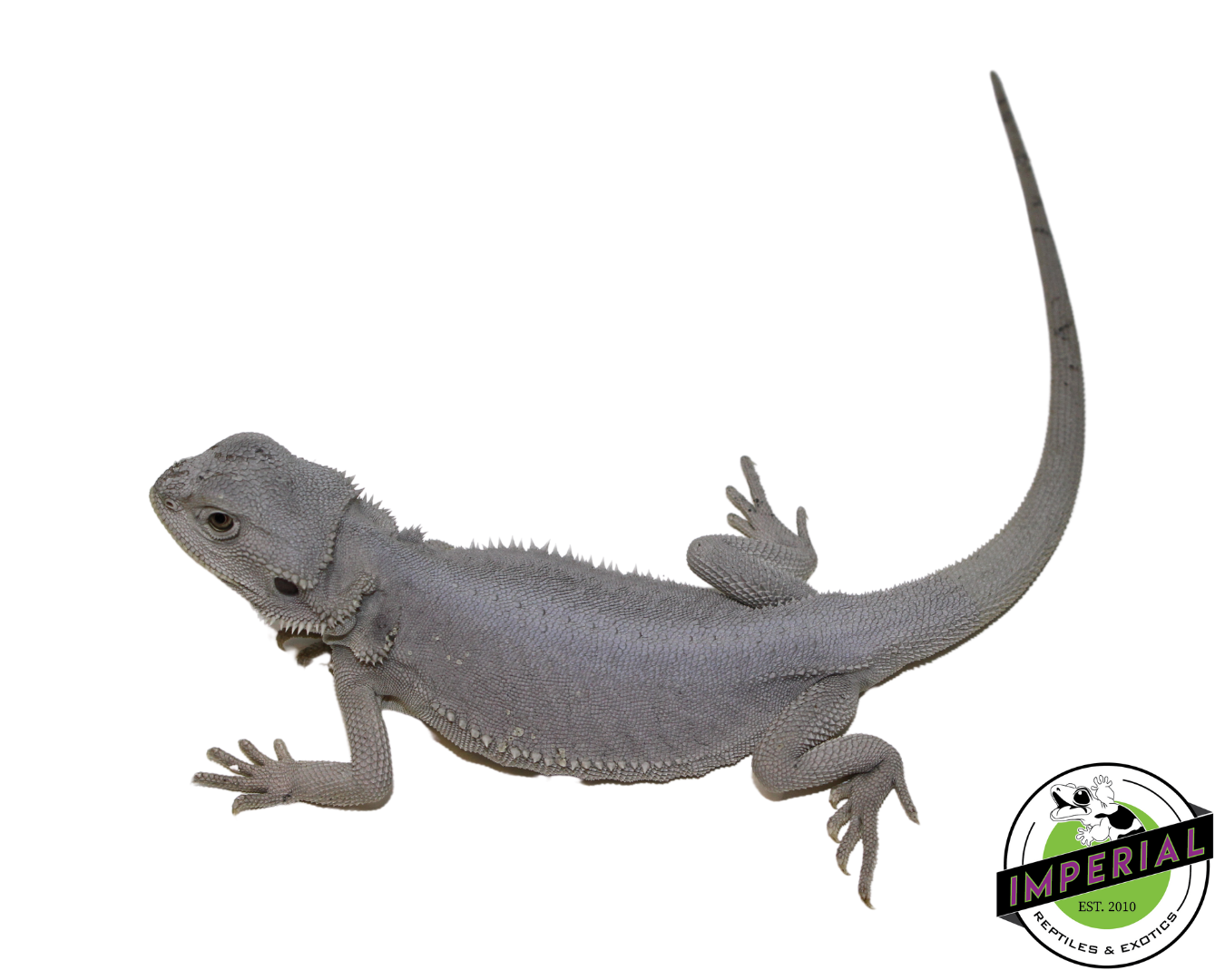 "Glacier" Hypo Leatherback Zero Bearded Dragon Female (#111424-14) — image 3