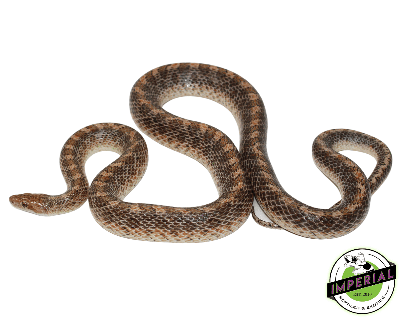 Glossy Snake