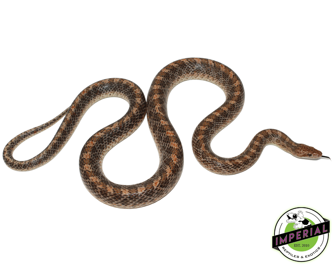 Glossy Snake — image 2