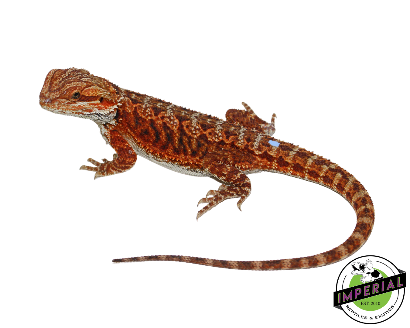 "Godric" Red Bearded Dragon Male (#111224-02)