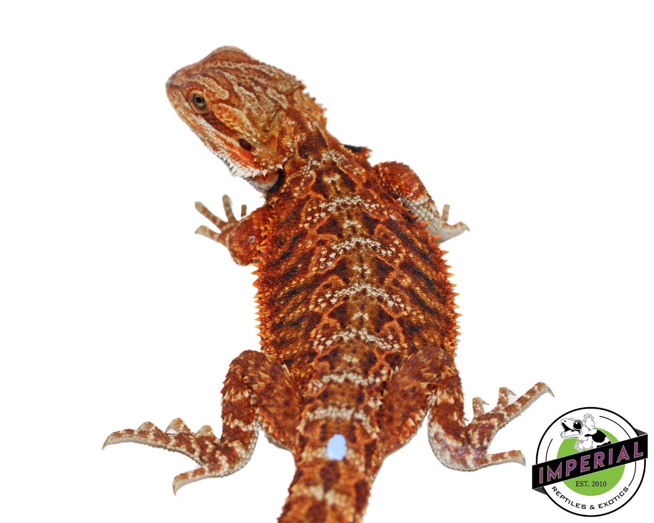 "Godric" Red Bearded Dragon Male (#111224-02) — image 2