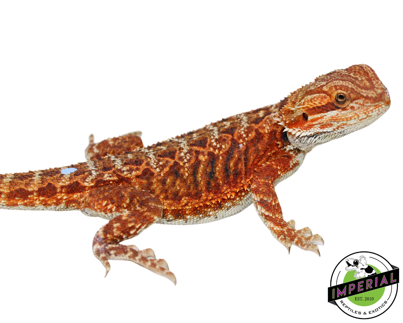 "Godric" Red Bearded Dragon Male (#111224-02) — image 3